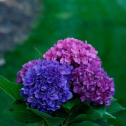 Let's Dance® Rave® Bigleaf Hydrangea -Garden Plants Store hydrangea lets dance rave 4