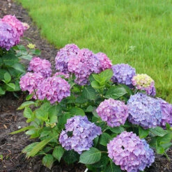 Let's Dance® Rave® Bigleaf Hydrangea -Garden Plants Store hydrangea lets dance rave 7