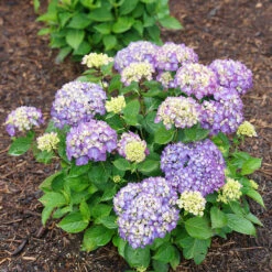 Let's Dance® Rave® Bigleaf Hydrangea -Garden Plants Store hydrangea lets dance rave 8