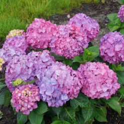 Let's Dance® Rave® Bigleaf Hydrangea -Garden Plants Store hydrangea lets dance rave 9