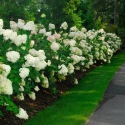'Limelight' Panicle Hydrangea 14 'Limelight' Panicle Hydrangea -Garden Plants Store hydrangea limelight 10