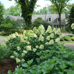 Limelight Prime® Panicle Hydrangea 15 Limelight Prime® Panicle Hydrangea -Garden Plants Store hydrangea limelight prime 1