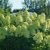 Limelight Prime® Panicle Hydrangea -Garden Plants Store hydrangea limelight prime 2