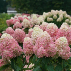 Limelight Prime® Panicle Hydrangea 16 Limelight Prime® Panicle Hydrangea -Garden Plants Store hydrangea limelight prime 3