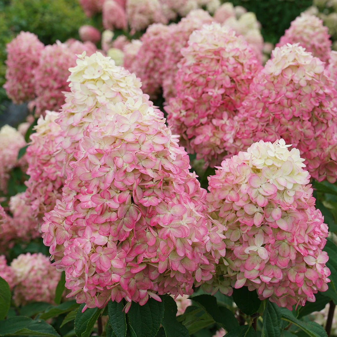 Limelight Prime® Panicle Hydrangea 4 Limelight Prime® Panicle Hydrangea - Image 2
