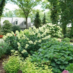 Limelight Prime® Panicle Hydrangea 13 Limelight Prime® Panicle Hydrangea -Garden Plants Store hydrangea limelight prime 6