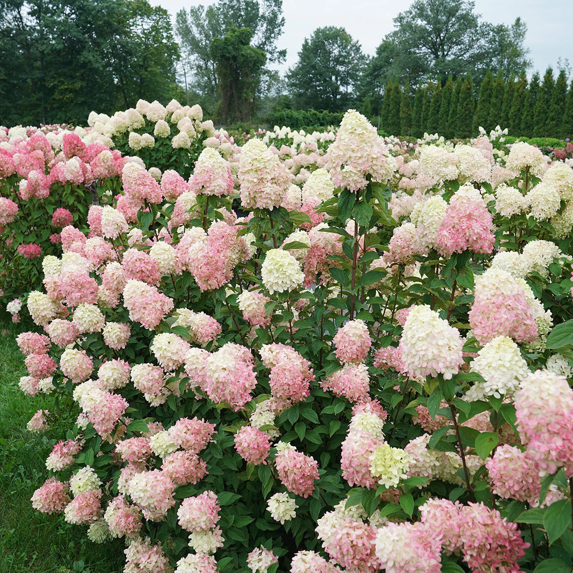 Limelight Prime® Panicle Hydrangea 7 Limelight Prime® Panicle Hydrangea - Image 5