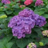Let's Dance Big Band® Bigleaf Hydrangea -Garden Plants Store hydrangea macrophylla lets dance big band 1