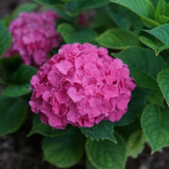Let's Dance Big Band® Bigleaf Hydrangea 7 Let's Dance Big Band® Bigleaf Hydrangea -Garden Plants Store hydrangea macrophylla lets dance big band 2