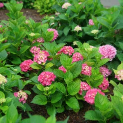 Let's Dance Big Band® Bigleaf Hydrangea 8 Let's Dance Big Band® Bigleaf Hydrangea -Garden Plants Store hydrangea macrophylla lets dance big band 3