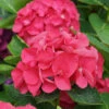 Wee Bit Giddy® Bigleaf Hydrangea 2 Wee Bit Giddy® Bigleaf Hydrangea -Garden Plants Store hydrangea macrophylla wee bit giddy 1