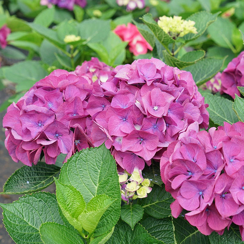 Wee Bit Giddy® Bigleaf Hydrangea 4 Wee Bit Giddy® Bigleaf Hydrangea - Image 2