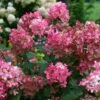 Fire Light® Panicle Hydrangea