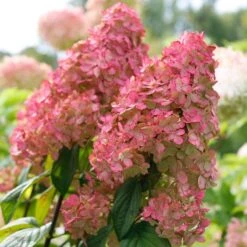 Fire Light® Panicle Hydrangea -Garden Plants Store hydrangea paniculata fire light 3 sw