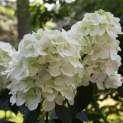 Fire Light® Panicle Hydrangea -Garden Plants Store hydrangea paniculata fire light 4 sw