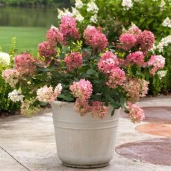 Fire Light® Panicle Hydrangea -Garden Plants Store hydrangea paniculata fire light 5 sw
