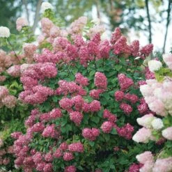 Fire Light® Panicle Hydrangea -Garden Plants Store hydrangea paniculata fire light 6 sw
