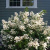 Little Quick Fire® Panicle Hydrangea 2 Little Quick Fire® Panicle Hydrangea -Garden Plants Store hydrangea paniculata quick fire 1