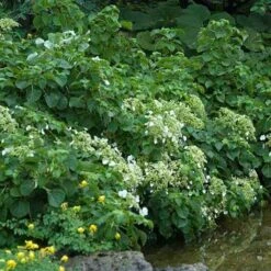 Climbing Hydrangea -Garden Plants Store hydrangea petiolaris 3 sw