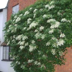 Climbing Hydrangea -Garden Plants Store hydrangea petiolaris 4 sw