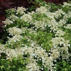 Climbing Hydrangea -Garden Plants Store hydrangea petiolaris 5 sw