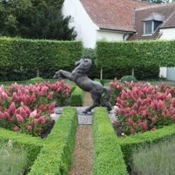 Pinky Winky® Panicle Hydrangea -Garden Plants Store hydrangea pinky winky 3