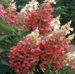 Pinky Winky® Panicle Hydrangea -Garden Plants Store hydrangea pinky winky 4