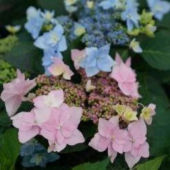 Hydrangeas For Small Spaces Collection 8 Hydrangeas For Small Spaces Collection -Garden Plants Store hydrangea tuff stuff ah ha 5