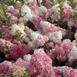 Vanilla Strawberry® Panicle Hydrangea 10 Vanilla Strawberry® Panicle Hydrangea -Garden Plants Store hydrangea vanilla strawberry 3