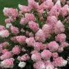 Vanilla Strawberry® Panicle Hydrangea