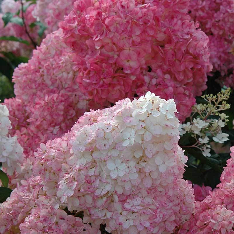 Vanilla Strawberry® Panicle Hydrangea 4 Vanilla Strawberry® Panicle Hydrangea - Image 2
