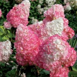 Vanilla Strawberry® Panicle Hydrangea 12 Vanilla Strawberry® Panicle Hydrangea -Garden Plants Store hydrangea vanilla strawberry 7