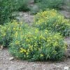 Blues Festival® St. John's Wort -Garden Plants Store hypericum blues festival 1 sw