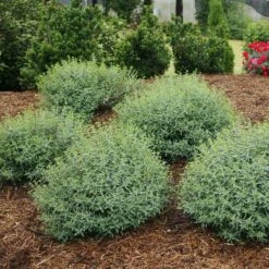 Blues Festival® St. John's Wort -Garden Plants Store hypericum blues festival 3 sw