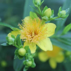 Sunny Boulevard® St. John's Wort -Garden Plants Store hypericum sunny boulevard 2