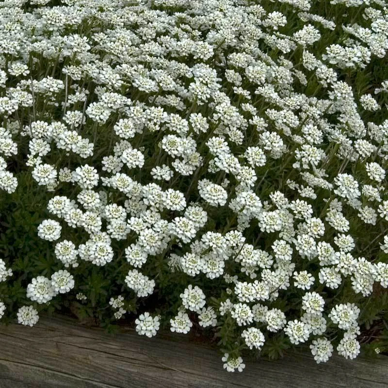 'Tahoe' Candytuft 3 'Tahoe' Candytuft
