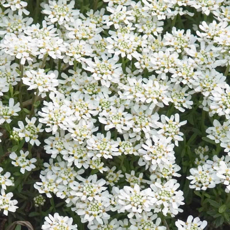 'Tahoe' Candytuft 4 'Tahoe' Candytuft - Image 2