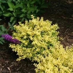 Brass Buckle® Japanese Holly -Garden Plants Store ilex brass buckle 3 sw