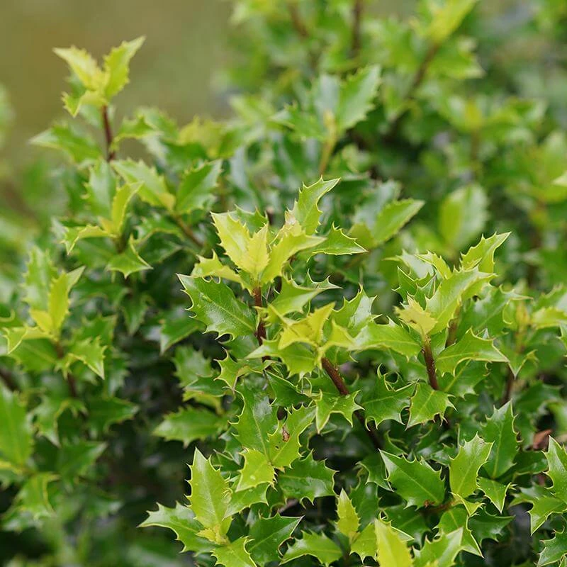 Castle Keep® Blue Holly 4 Castle Keep® Blue Holly - Image 2