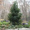 Castle Spire® Blue Holly