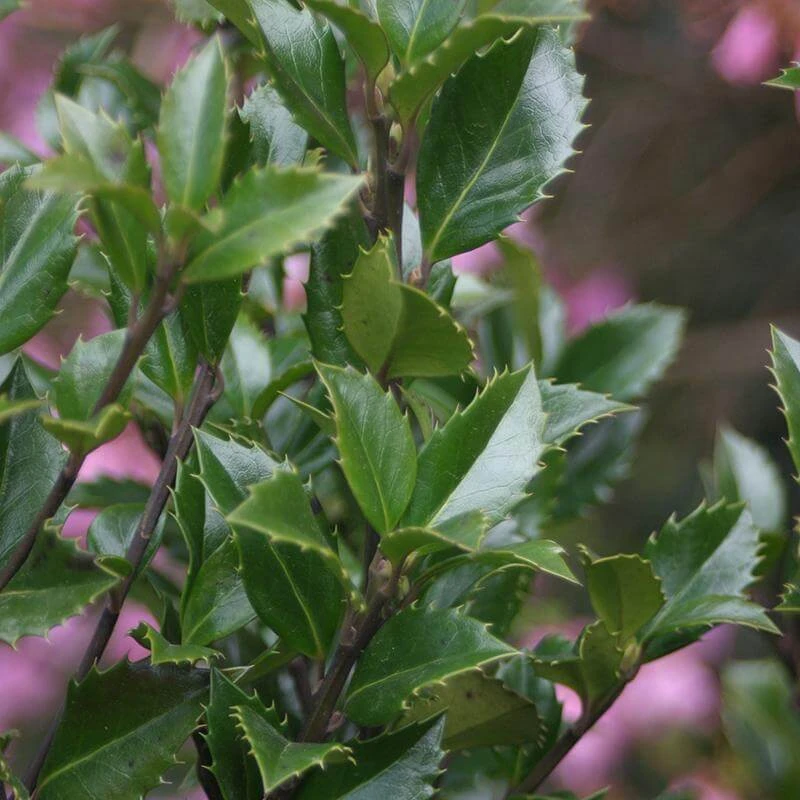 Castle Wall® Blue Holly 3 Castle Wall® Blue Holly