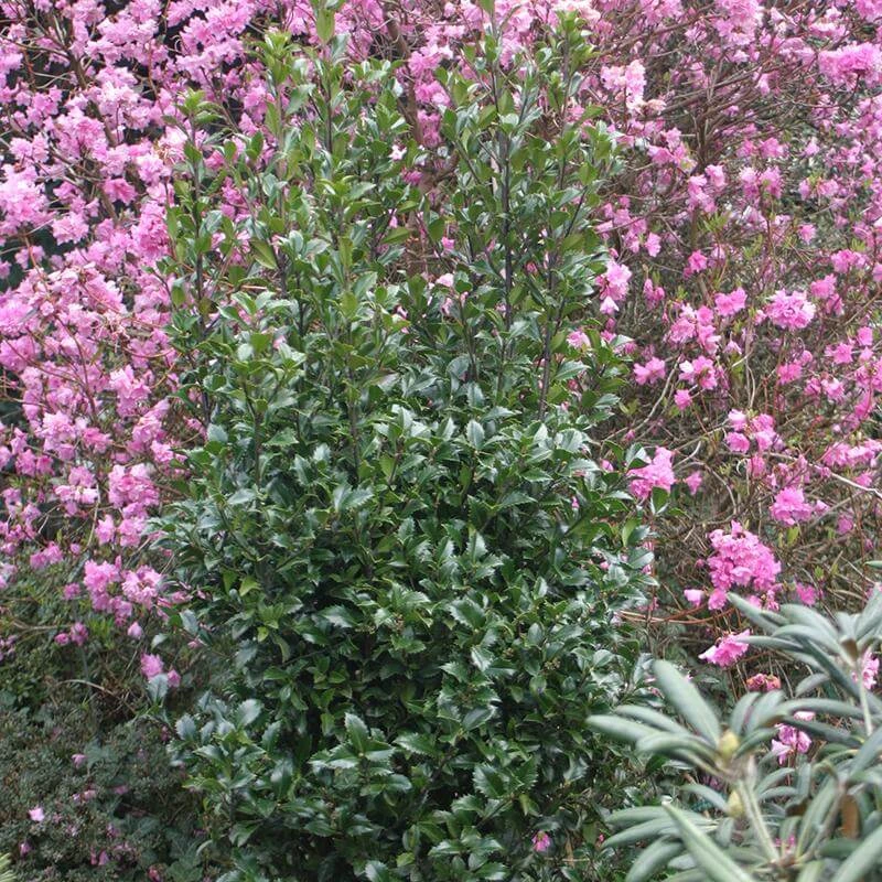 Castle Wall® Blue Holly 4 Castle Wall® Blue Holly - Image 2