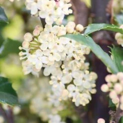 Castle Wall® Blue Holly 8 Castle Wall® Blue Holly -Garden Plants Store ilex castle wall 3 sw