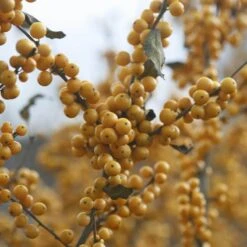 Berry Heavy® Gold Winterberry Holly -Garden Plants Store ilex verticillata berry heavy gold 1 3f32e30d d777 4cf7 93ff 2e94c58e0c4c sw