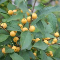 Berry Heavy® Gold Winterberry Holly -Garden Plants Store ilex verticillata berry heavy gold 2 aa81198c 24bb 4b32 877a 85fd13c13220 sw