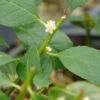 Little Goblin® Guy Winterberry Holly -Garden Plants Store ilex verticillata little goblin guy 1 P