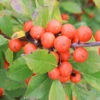 Little Goblin® Orange Winterberry Holly -Garden Plants Store ilex verticillata little goblin orange 2