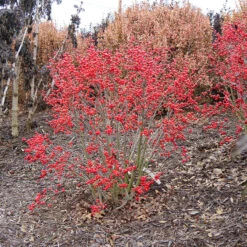 Little Goblin® Red Winterberry Holly -Garden Plants Store ilex verticillata little goblin red 1