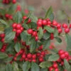 Little Goblin® Red Winterberry Holly