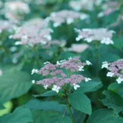 Invincibelle Lace™ Smooth Hydrangea -Garden Plants Store invincibelle lace smooth hydrangea 4